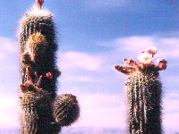 Trichocereus tarijensis (Bolivia) Peytavin.jpg